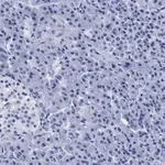 Merck Anti-S6 Ribosomal Protein Antibody, clone 1E9, ZooMAb Rabbit Monoclonal