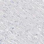 Merck Anti-Connexin 43 Antibody, clone 5H23, ZooMAb Rabbit Monoclonal