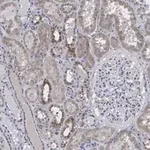 Merck Anti-FADD Antibody, clone 11N7, ZooMAb Rabbit Monoclonal