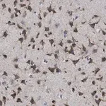 Merck Anti-phospho-GluR1 (Ser831) Antibody, clone N453, ZooMAb Rabbit Monoclonal
