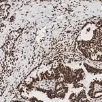 Merck Anti-Acetyl Histone H3 (Lys9 and 14) Antibody, clone 5H20, ZooMAb Rabbit Monoclonal