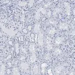 Merck Anti-PLA2R1 Antibody, clone 1D5, ZooMAb Rabbit Monoclonal