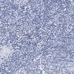 Merck Anti-vWF Antibody, clone 1B21, ZooMAb Rabbit Monoclonal