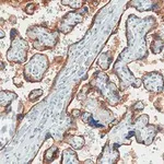 Merck Anti-EGFR Antibody, clone 11E19, ZooMAb Rabbit Monoclonal