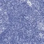 Merck Anti-CD8a Antibody, clone 1B19, ZooMAb Rabbit Monoclonal