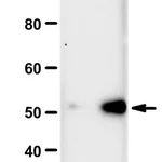 Merck Anti-N3-Phosphohistidine (3-pHis) Antibody, clone SC39-6, ZooMAb Rabbit Monoclonal