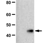 Merck Anti-N1-Phosphohistidine (1-pHis) Antibody, clone SC50-3, ZooMAb Rabbit Monoclonal