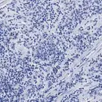 Merck Anti-CTCF antibody, clone 1B18, ZooMAb Rabbit monoclonal
