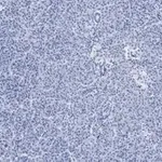 Merck Anti-Pancreatic Polypeptide Antibody, clone 3H5, ZooMAb Rabbit Monoclonal
