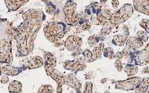 Merck Anti-YAP1 Antibody, clone 4F22, ZooMAb Rabbit Monoclonal