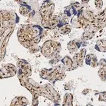 Merck Anti-YAP1 Antibody, clone 4F22, ZooMAb Rabbit Monoclonal