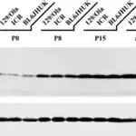 Merck Monoclonal Anti-α-Tubulin antibody produced in mouse