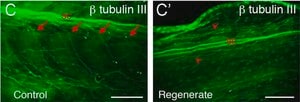 Merck Anti-β-Tubulin III antibody produced in rabbit