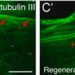 Merck Anti-β-Tubulin III antibody produced in rabbit