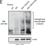 Merck Monoclonal Anti-α-Tubulin antibody produced in mouse