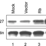 Merck Anti-Actin antibody produced in rabbit