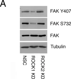 Merck Anti-α-Tubulin antibody, Mouse monoclonal