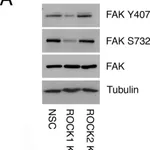 Merck Anti-α-Tubulin antibody, Mouse monoclonal