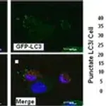Merck Anti-LC3B antibody produced in rabbit