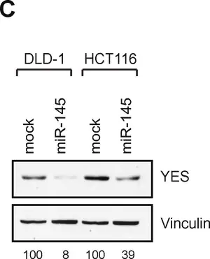 Merck Monoclonal Anti-Vinculin antibody produced in mouse