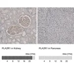Merck Anti-PLA2R1 antibody produced in rabbit