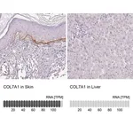 Merck Anti-COL7A1 antibody produced in rabbit