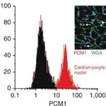 Merck Anti-PCM1 antibody produced in rabbit