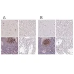Merck Anti-TMEM119 antibody produced in rabbit