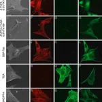 Merck Monoclonal Anti-β-Tubulin antibody produced in mouse