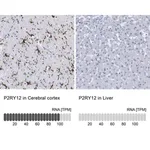 Merck Anti-P2RY12 antibody produced in rabbit