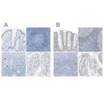 Merck Anti-SALL4 antibody produced in rabbit