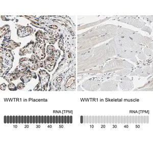 Merck Anti-WWTR1 antibody produced in rabbit