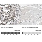 Merck Anti-WWTR1 antibody produced in rabbit