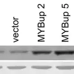 Merck Anti-Actin (20-33) antibody produced in rabbit