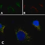 Merck Anti-PMP70 antibody, Mouse monoclonal