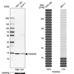 Merck Anti-TOMM20 antibody produced in rabbit