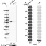 Merck Anti-PHGDH antibody produced in rabbit