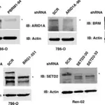Merck Anti-ARID1A antibody produced in rabbit