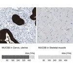 Merck Anti-MUC5B antibody produced in rabbit