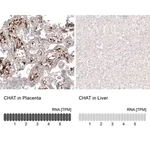 Merck Monoclonal Anti-CHAT antibody produced in mouse