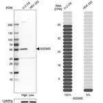 Merck Anti-GSDMD antibody produced in rabbit