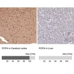 Merck Anti-PCP4 antibody produced in rabbit