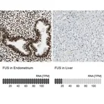 Merck Anti-FUS antibody produced in rabbit