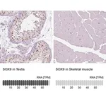Merck Anti-SOX9 antibody produced in rabbit