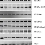 Merck Anti-Histone H3 antibody produced in rabbit
