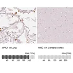 Merck Anti-MRC1 antibody produced in rabbit