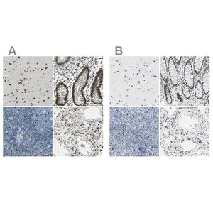 Merck Anti-NFIA antibody produced in rabbit