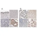 Merck Anti-PCM1 antibody produced in rabbit