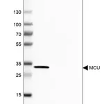 Merck Anti-MCU antibody produced in rabbit