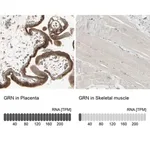 Merck Anti-GRN antibody produced in rabbit